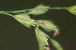 Nodding fescue